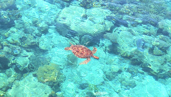 グレートバリアリーフ