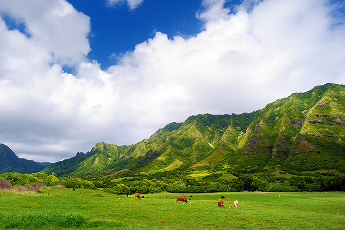 クアロアランチ（Kualoa Ranch）