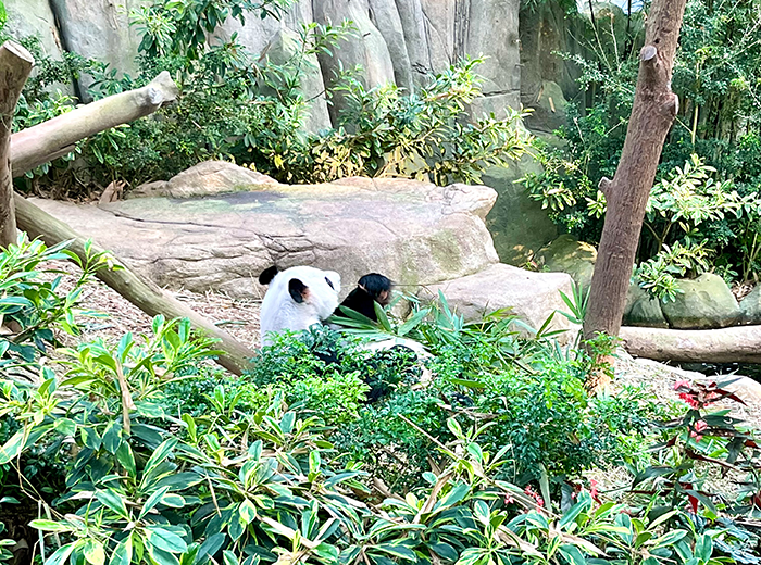 シンガポール動物園